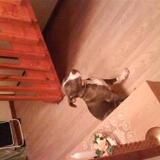 Amerikansk staffordshire terrier Shanti