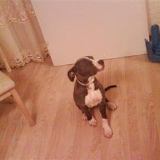 Amerikansk staffordshire terrier Shanti