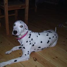 Dalmatiner Mollie