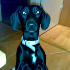 Blanding af racer Pippi