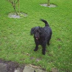 Blanding af racer Kiki - RIP