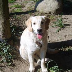 Golden retriever Idun