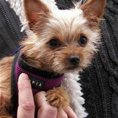 Blanding af racer *** Pippi ***FLYTTET***