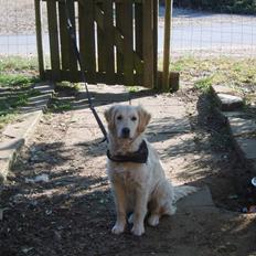 Golden retriever Idun