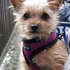 Blanding af racer *** Pippi ***FLYTTET***