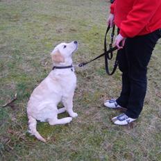 Golden retriever Idun