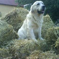 Golden retriever HUGO