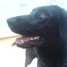 Blanding af racer Molly