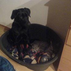 Blanding af racer Molly