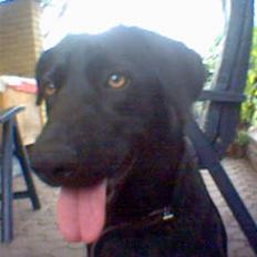 Blanding af racer Molly