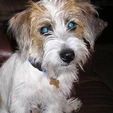 Jack russell terrier bobby