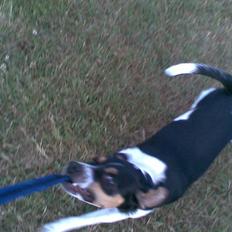 Dansk svensk gaardhund walter