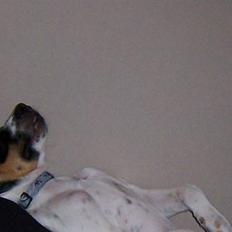 Dansk svensk gaardhund walter