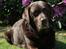 Labrador retriever Nutella