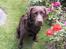 Labrador retriever Nutella
