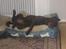 Labrador retriever Nutella