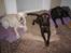 Labrador retriever Nutella