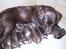 Labrador retriever Nutella