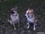 Blanding af racer Græsk gadehund, Ronja