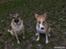 Blanding af racer Græsk gadehund, Ronja
