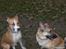 Blanding af racer Græsk gadehund, Ronja