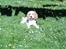Cocker spaniel Sofus 