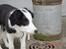 Border collie sack bortgivet savner dig - hvem er det?