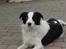 Border collie sack bortgivet savner dig - hans gode legekammerat chigo 