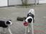 Border collie sack bortgivet savner dig - sak: hvornår mon chigo gider mig mit lege tøj!!!