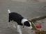 Border collie sack bortgivet savner dig - hvad er det?