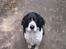 Engelsk springer spaniel Diana. <3 **Død* :'( - Velkommen til Dianas profil. <3