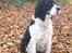 Engelsk springer spaniel Diana. <3 **Død* :'( - Min egen jagt hund. <3
