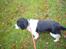 Engelsk springer spaniel Diana. <3 **Død* :'( - Lille hund har fundet noget. <3