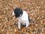 Engelsk springer spaniel Diana. <3 **Død* :'( - ups.. kiggede lige væk! <3