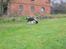 Engelsk springer spaniel Diana. <3 **Død* :'( - Hun skulle lige op og kigge. <3