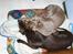 Blanding af racer Millie R.I.P. 16/9/2012 - min tante Rikke og jeg hygger, sep 07