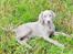 Blanding af racer Millie R.I.P. 16/9/2012 - 2 sek. pause, nyder vejret, juli 07...10 uger gammel.