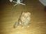 Nova scotia duck tolling retriever Indie