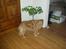 Nova scotia duck tolling retriever Indie