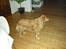 Nova scotia duck tolling retriever Indie