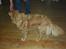 Nova scotia duck tolling retriever Indie