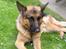 Schæferhund Chivas, RIP