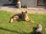 Schæferhund Chivas, RIP