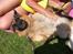 Schæferhund Chivas, RIP