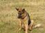 Schæferhund Chivas, RIP
