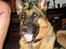 Schæferhund Chivas, RIP