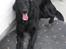 Flat coated retriever Robin - Uha det er godt nok en rigtig varm dag! jeg tager lige en slapper i skyggen:)
