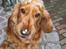 Cocker spaniel Bella - is på næsen
