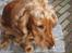 Cocker spaniel Bella - bella kan ikke få isen af sin næse