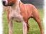 Amerikansk staffordshire terrier ¤LIEVA¤ - Lievas far